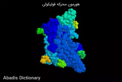 هورمون محرکه فولیکولی